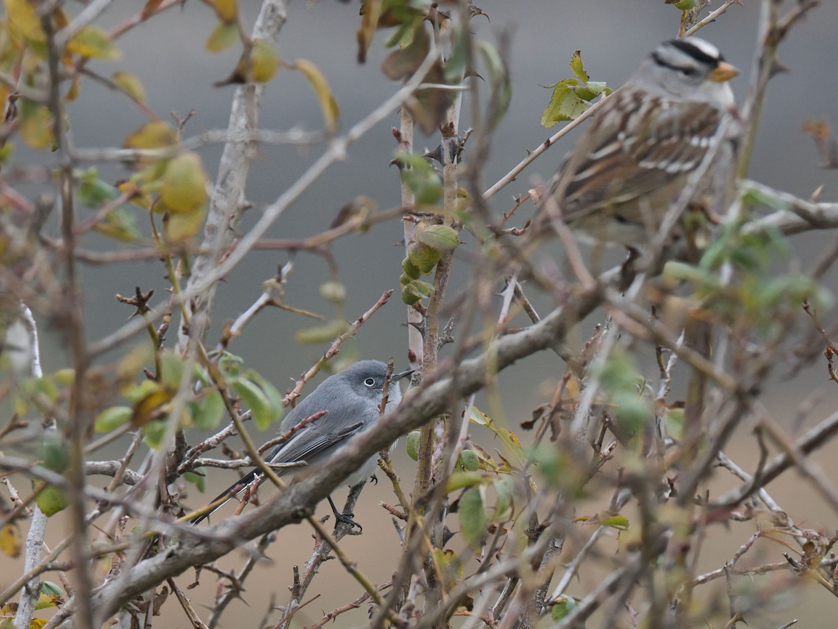 Комароловка сиза - ML646749753