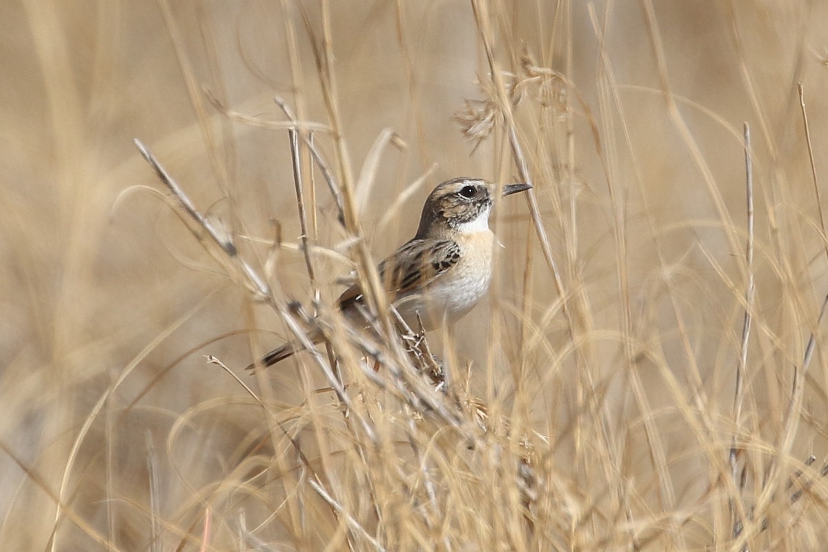 White-browed Bushchat - ML646749755