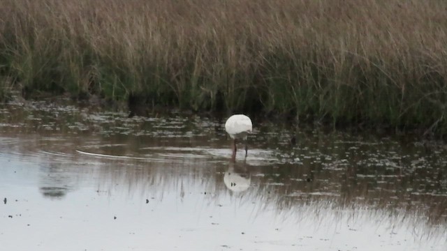Eurasian Spoonbill - ML646749757