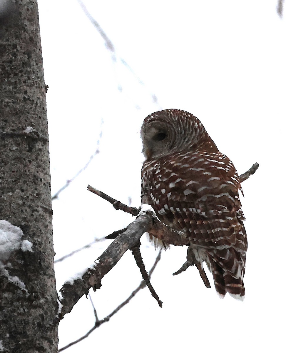 Barred Owl - ML646749759