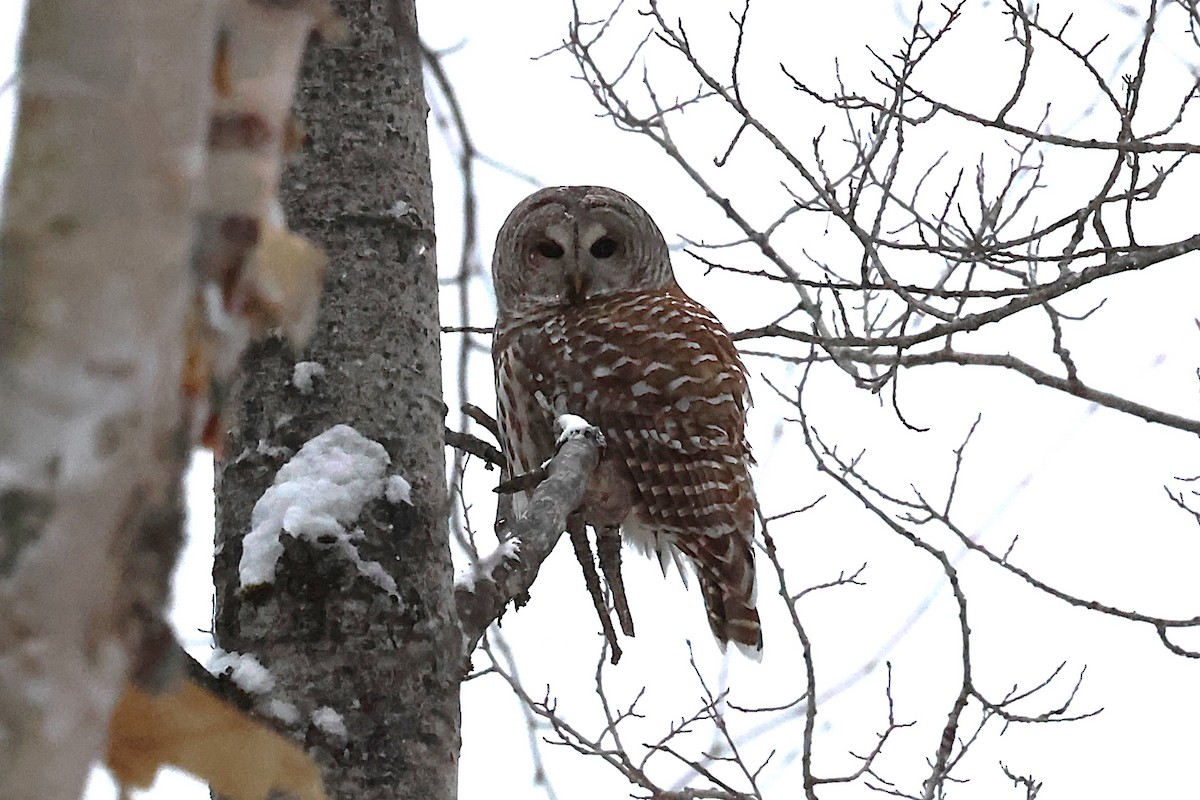 Barred Owl - ML646749760