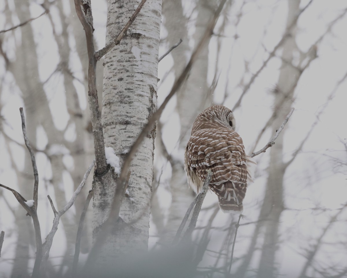 Barred Owl - ML646749761