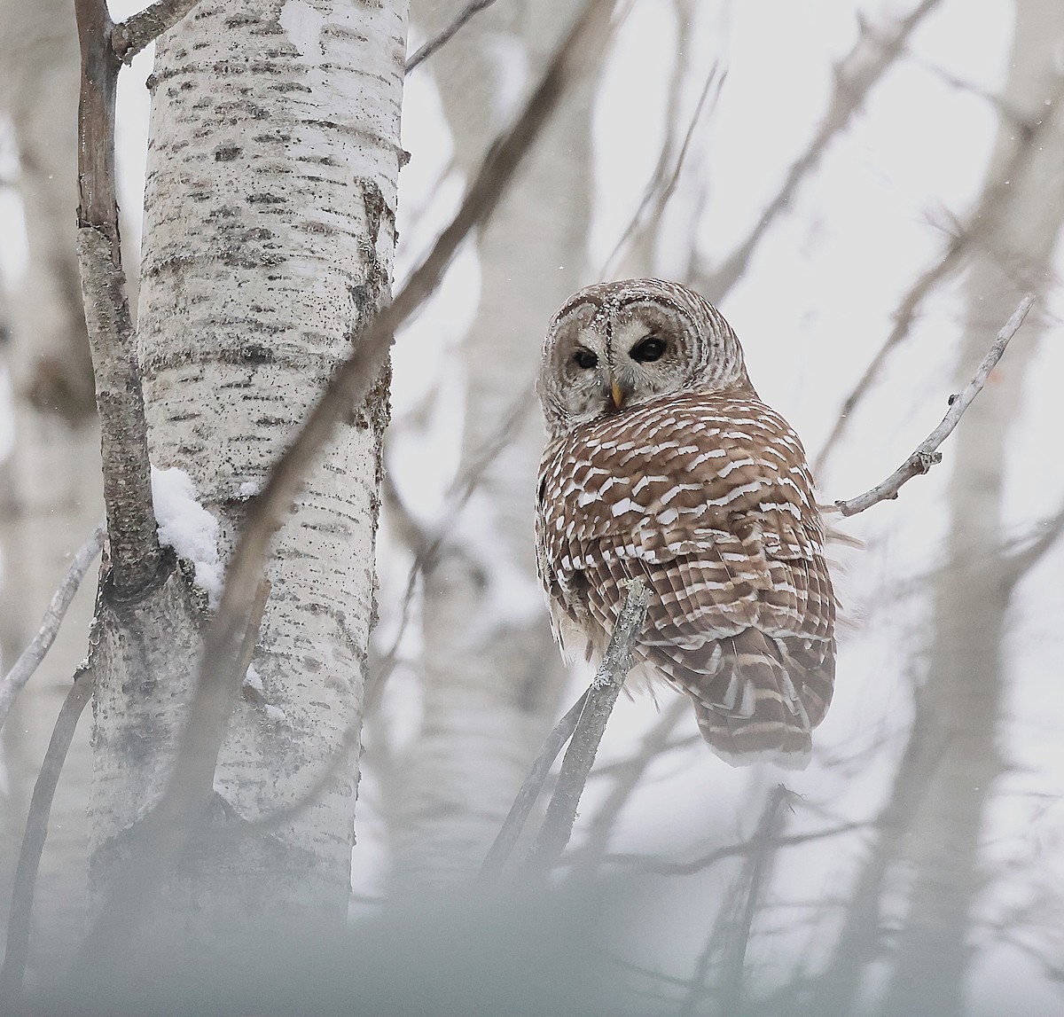Barred Owl - ML646749762