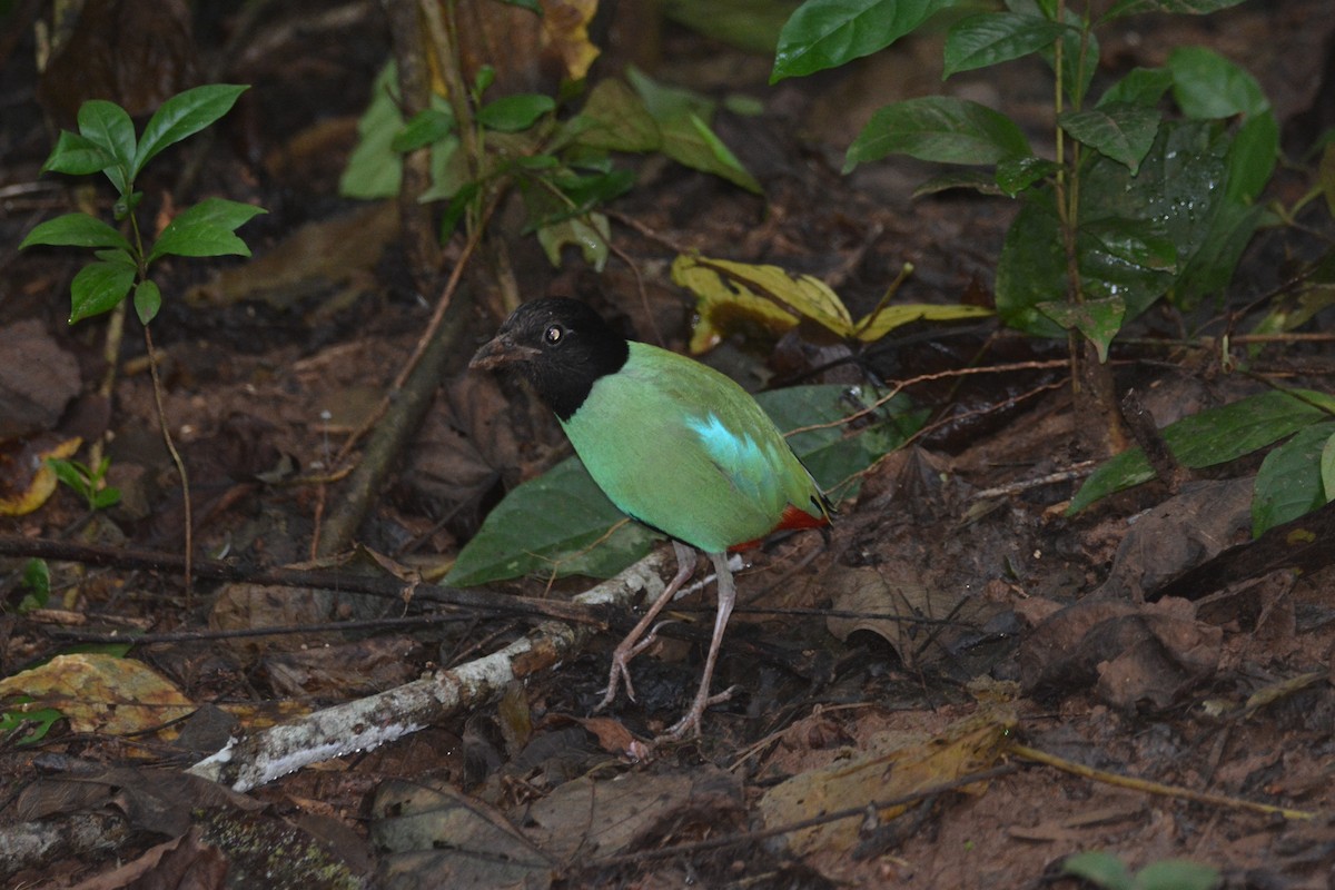 Western Hooded Pitta (Philippine) - ML646749764