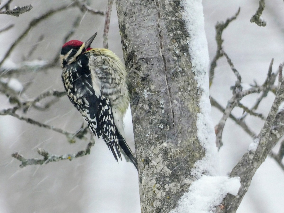 Yellow-bellied Sapsucker - ML646749773