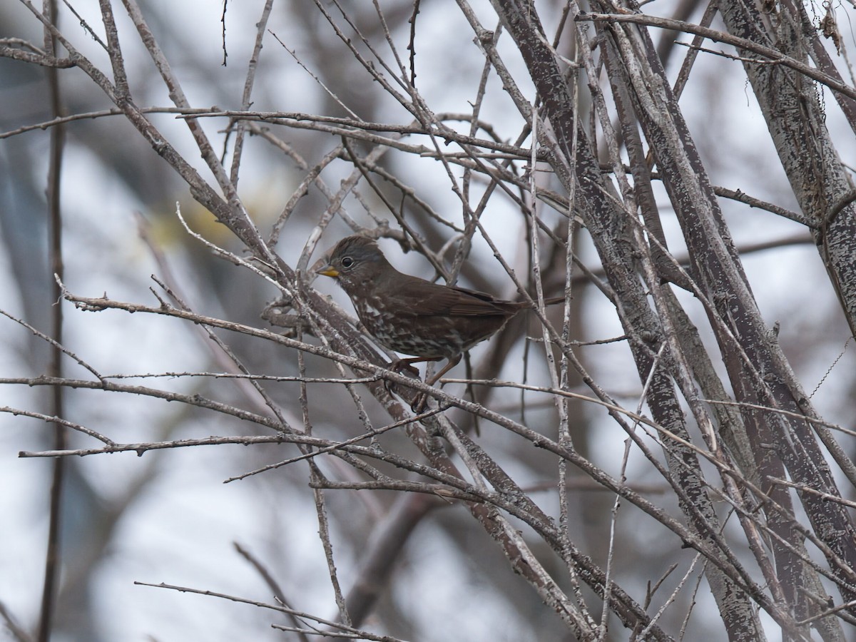 strnadec kaštanový [skupina unalaschcensis] - ML646749775