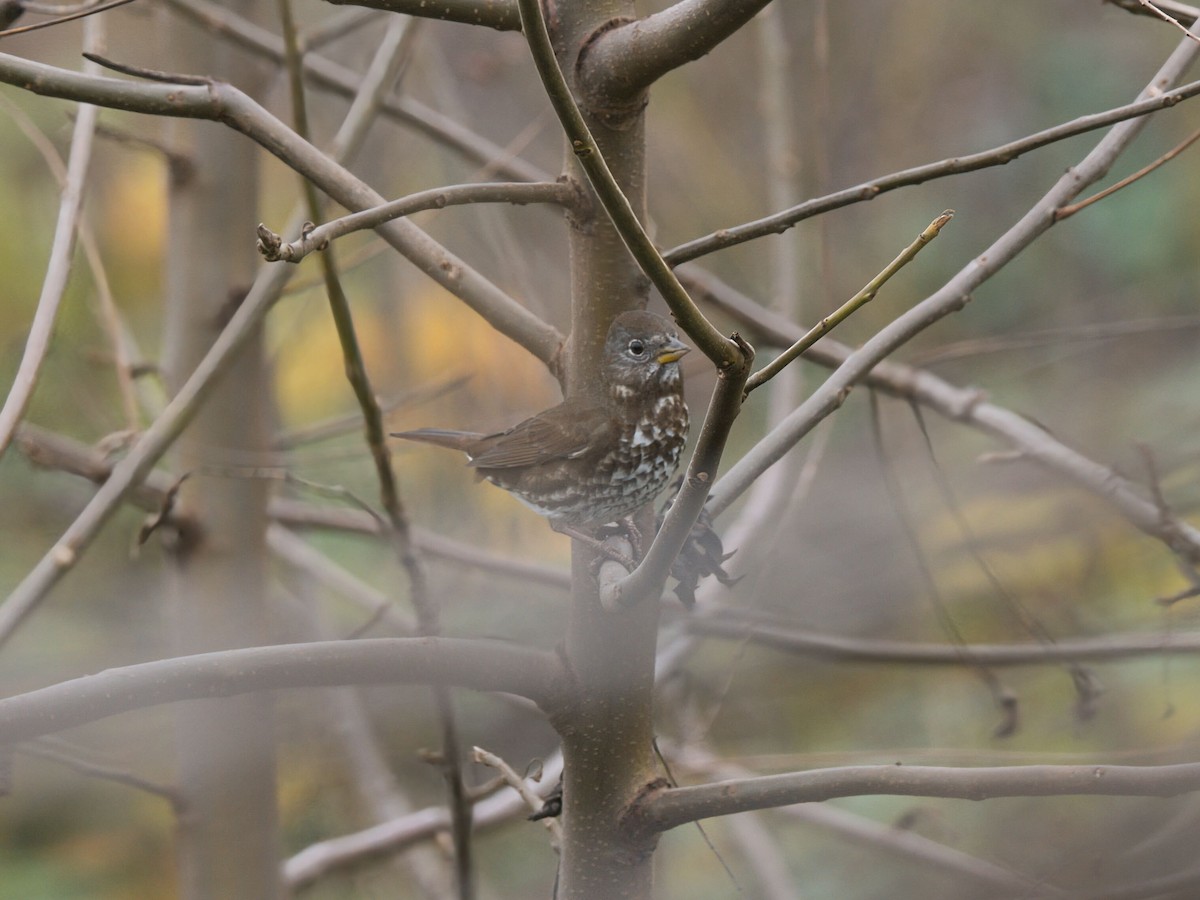 strnadec kaštanový [skupina unalaschcensis] - ML646749776