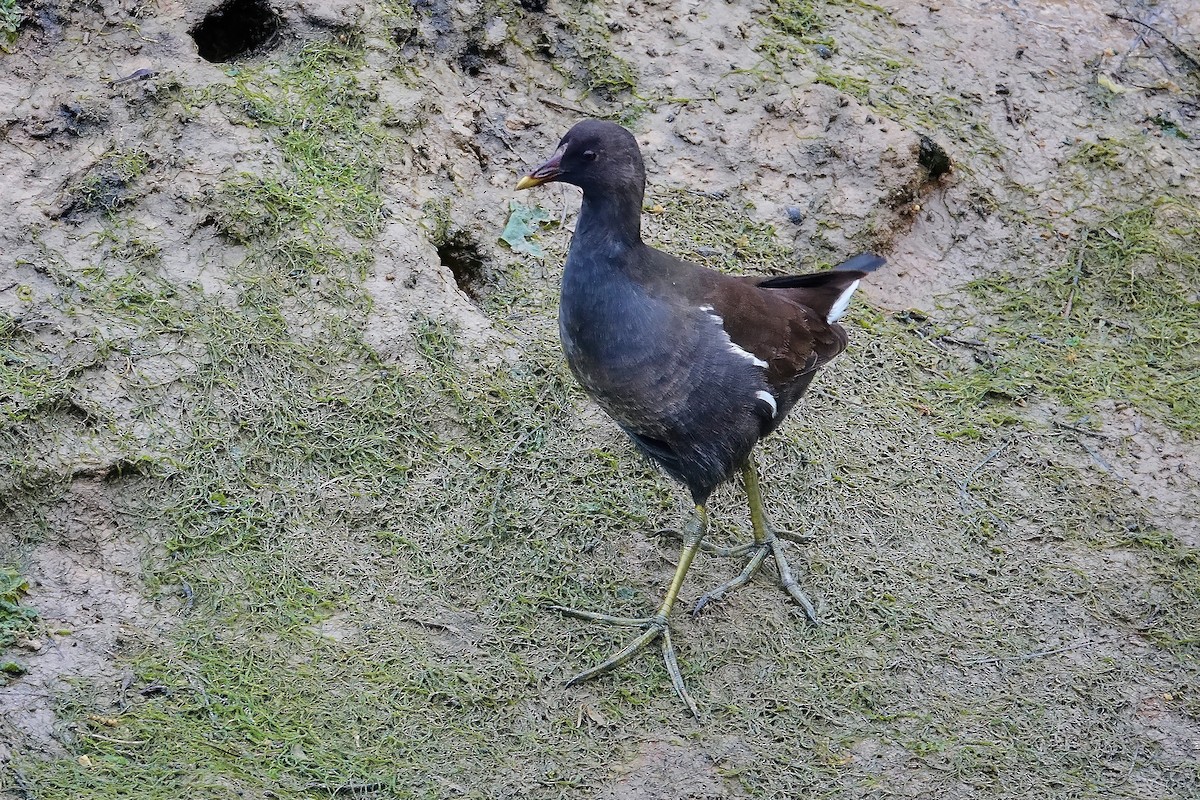 Хажилгат түнжүүр - ML646749777