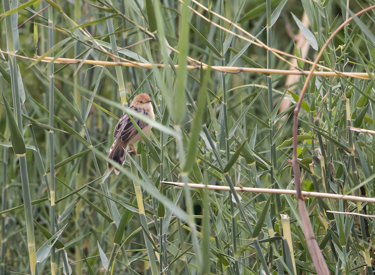 Chirping Cisticola - ML646749778