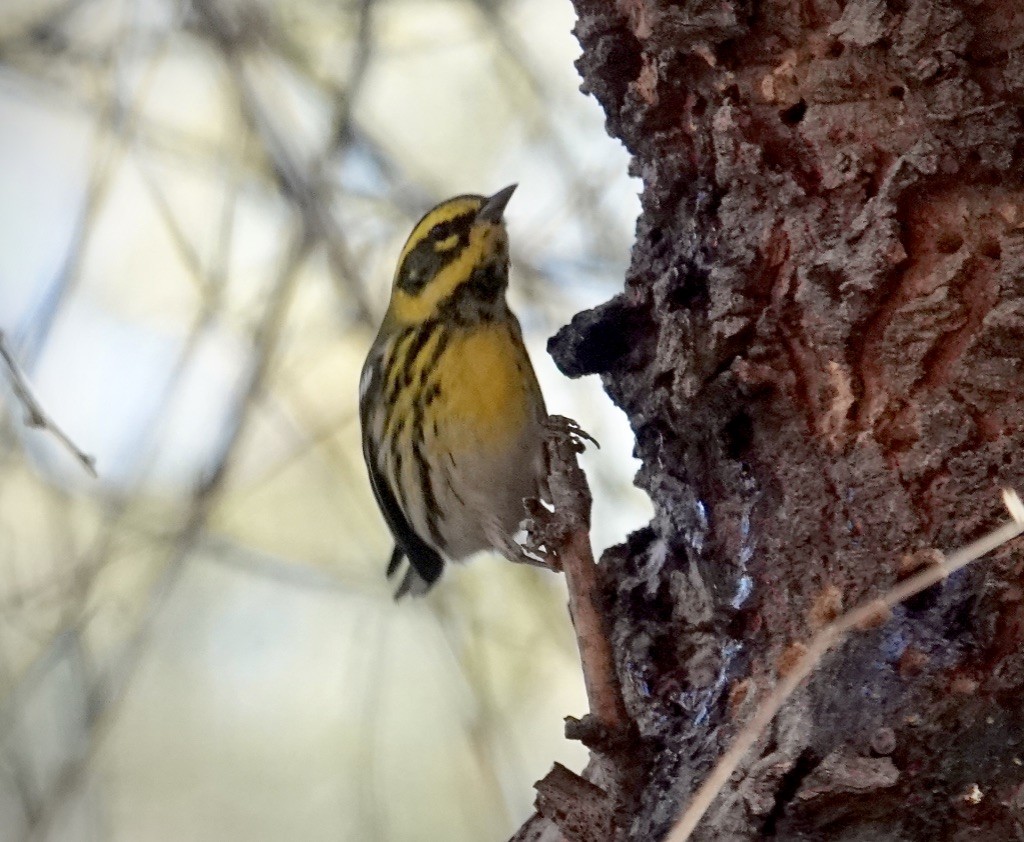 Townsend's Warbler - ML646749779