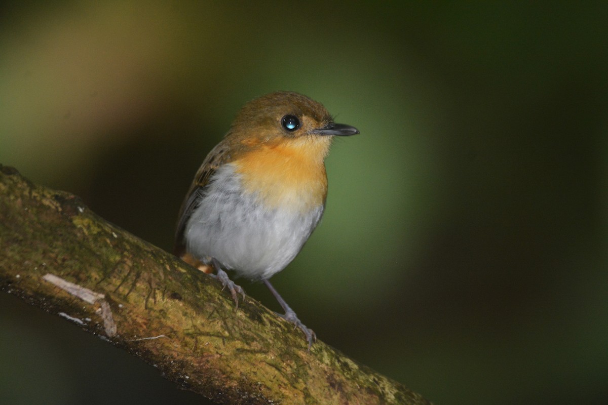 Palawan Flycatcher - ML646749785