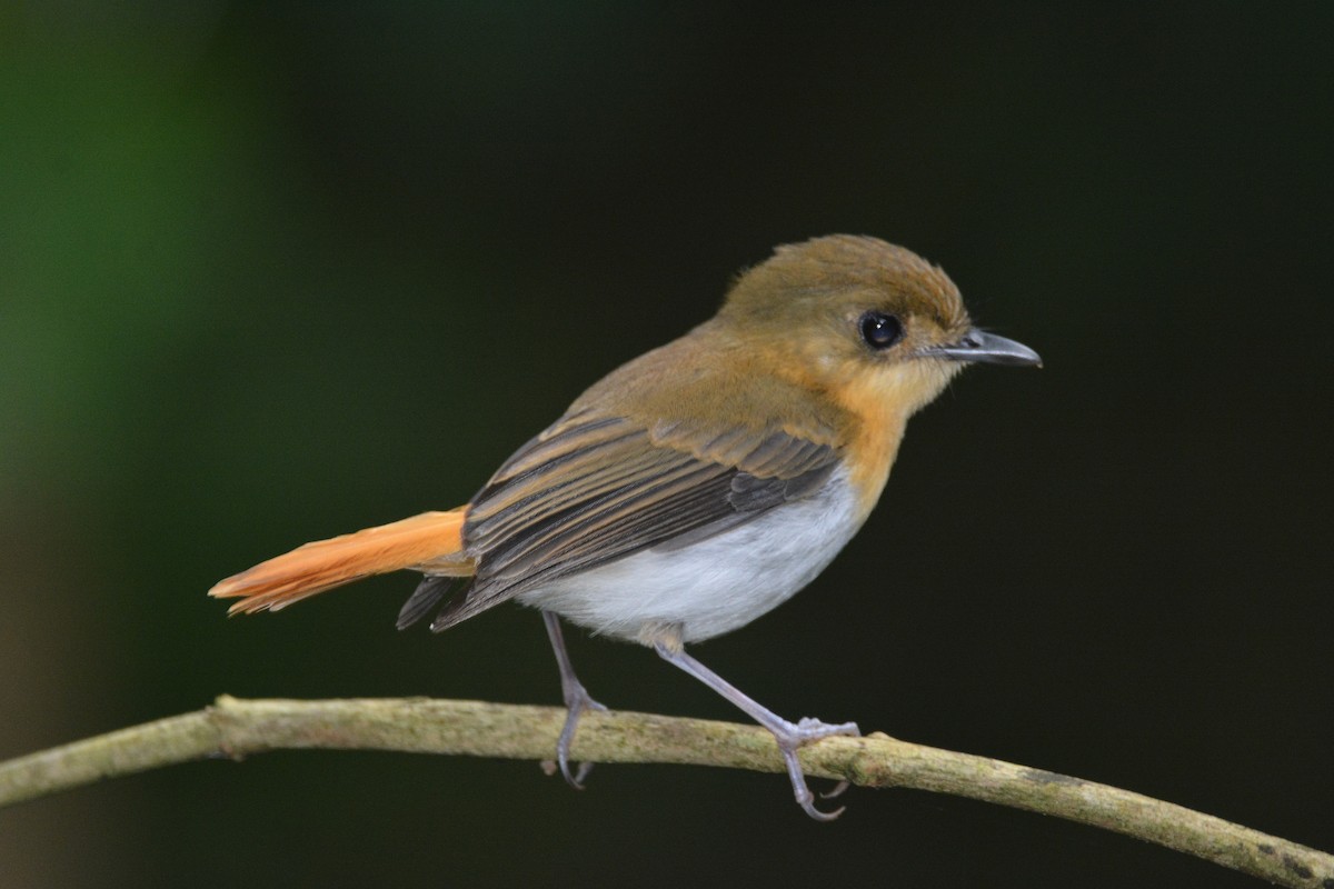 Palawan Flycatcher - ML646749786
