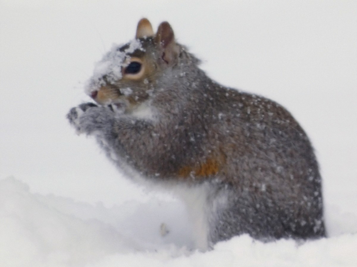 Eastern Gray Squirrel - ML646749787