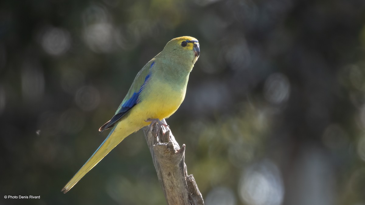 Blue-winged Parrot - ML646749789
