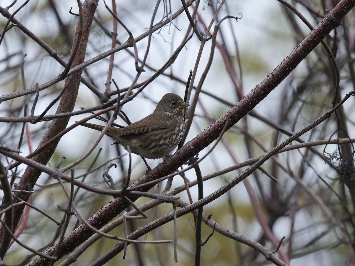 strnadec kaštanový [skupina unalaschcensis] - ML646749791