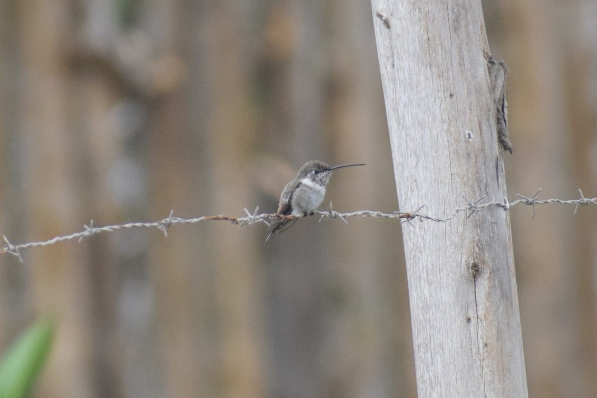 Оазисный колибри - ML646749792