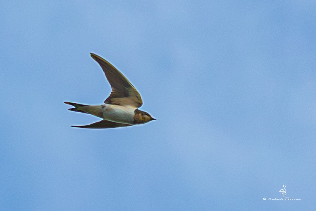 Ластівка сільська - ML646749794