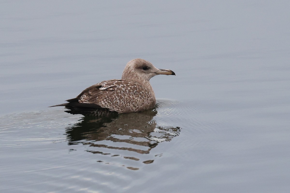 Мартин американський - ML646749795