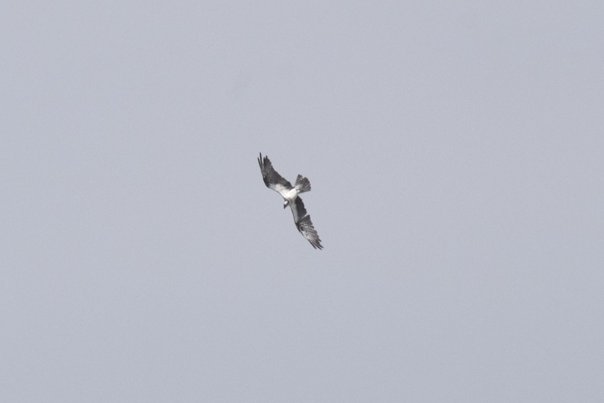 Скопа - ML646749797