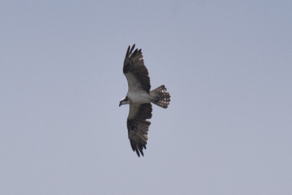 Скопа - ML646749798