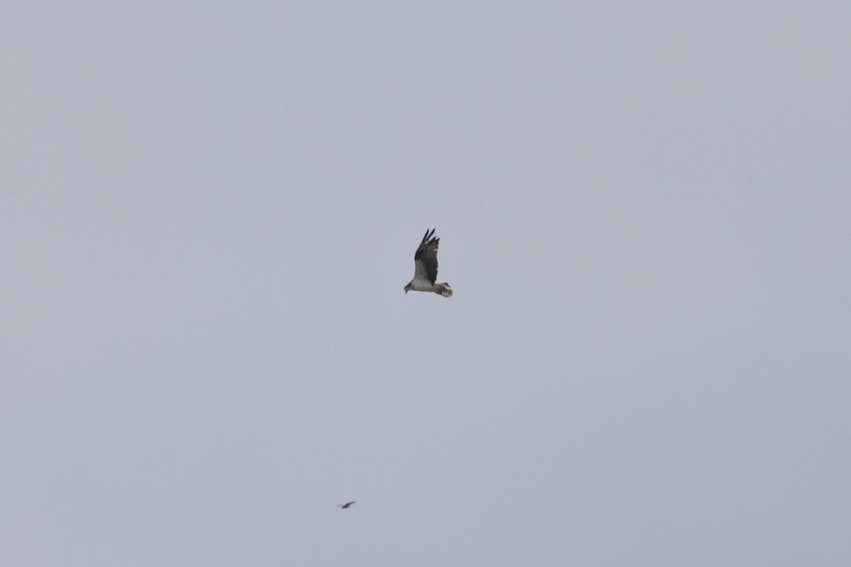 Скопа - ML646749800