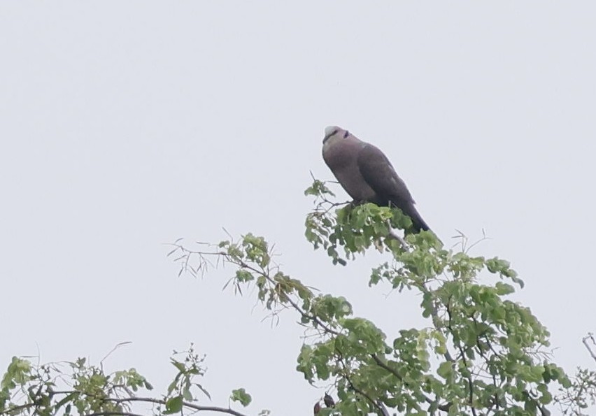 Red-eyed Dove - ML646749802