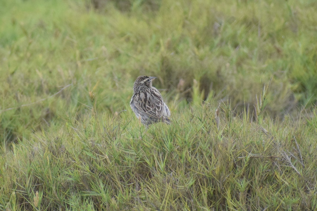 Перуанская лойка - ML646749804