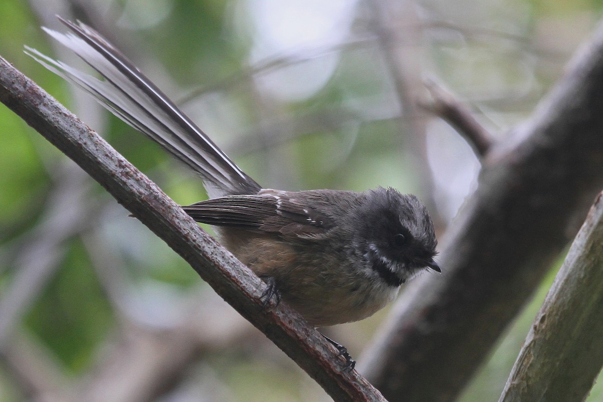 New Zealand Fantail - Stephen Gast