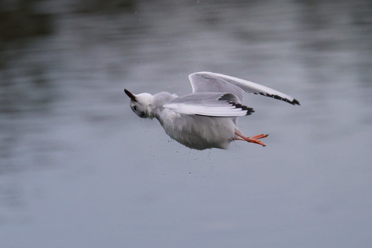 Мартин канадський - ML646749811