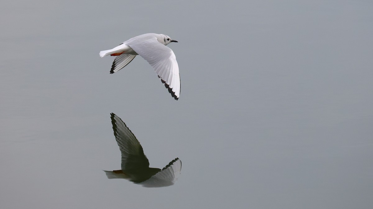 Мартин канадський - ML646749812