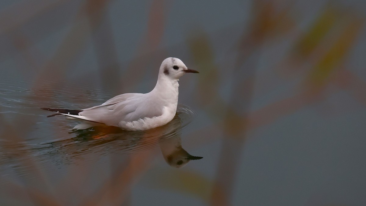 Мартин канадський - ML646749813