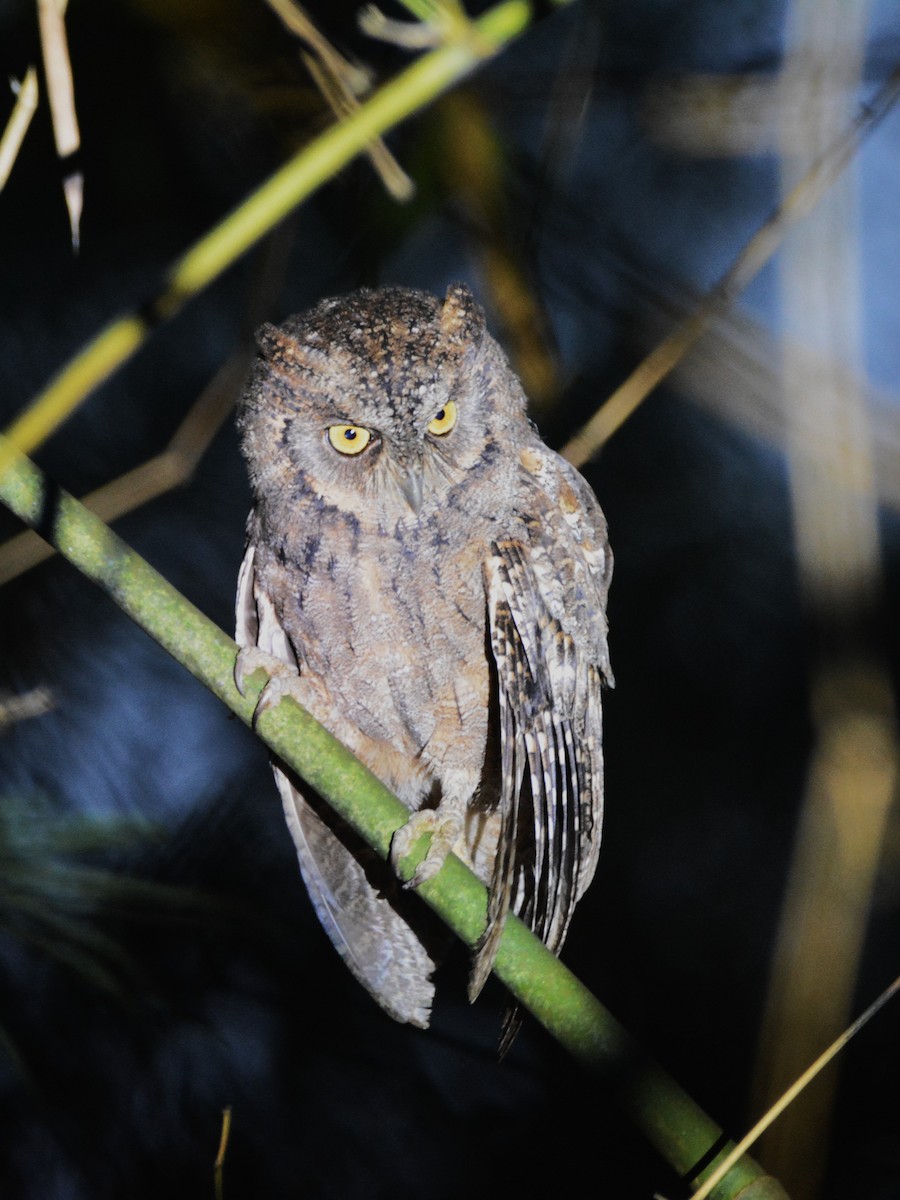 Mantanani Scops-Owl - ML646749814