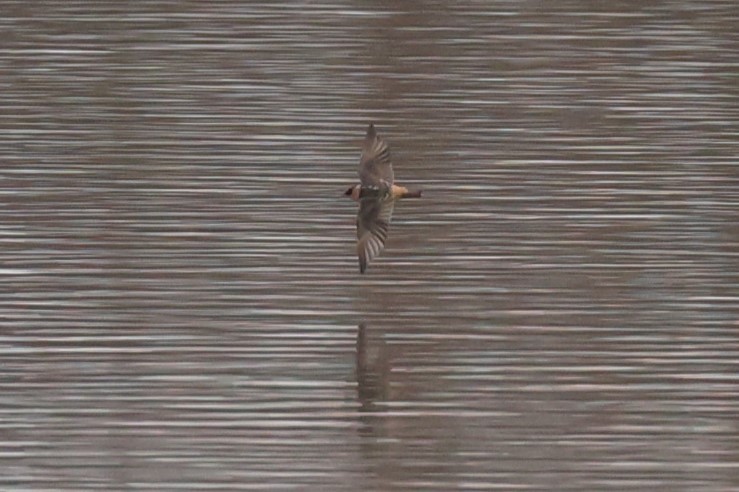 Cave Swallow - ML646749824