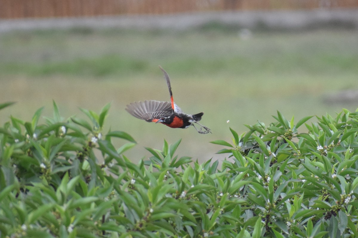 Перуанская лойка - ML646749827
