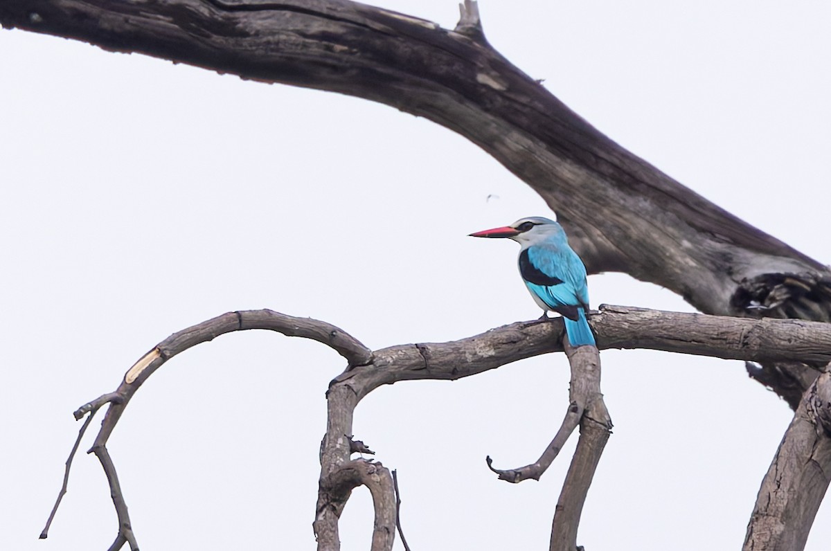 Woodland Kingfisher - ML646749828