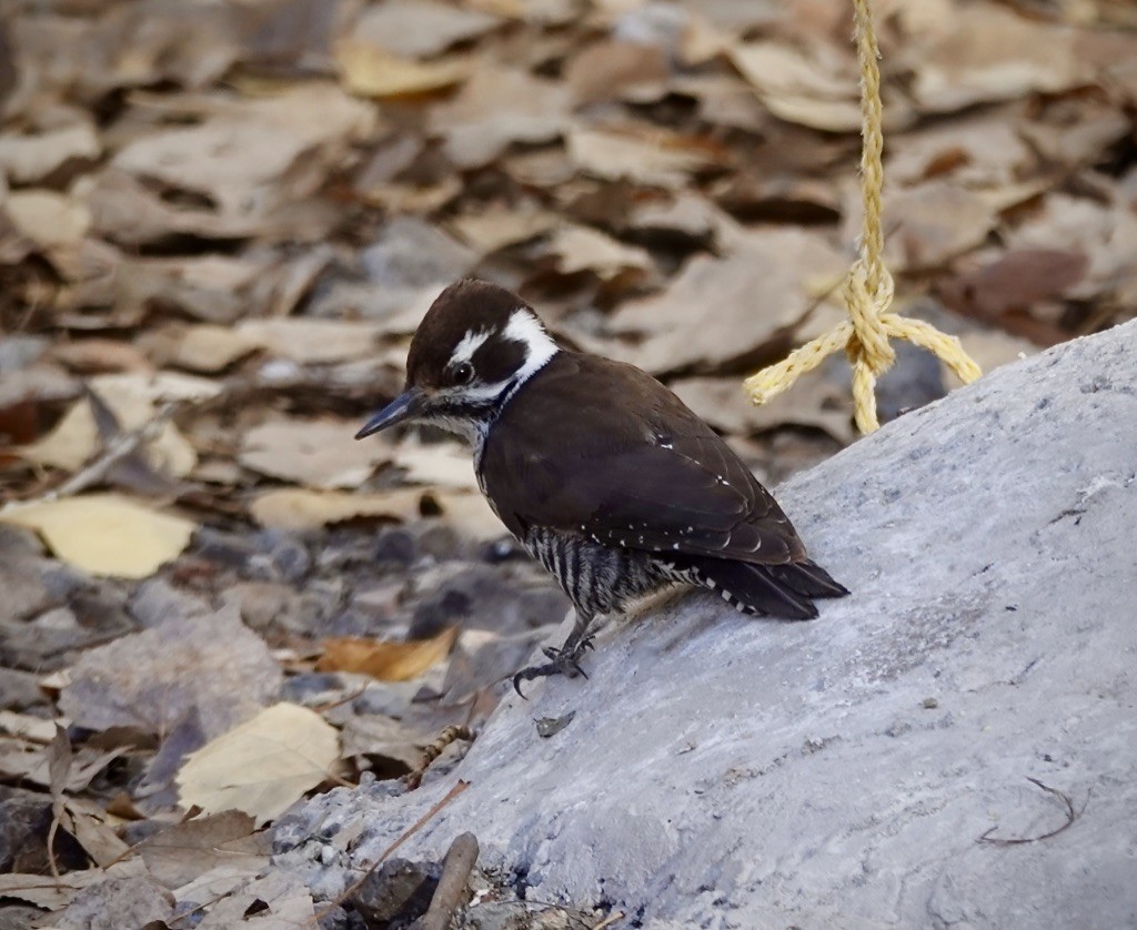 Arizona Woodpecker - ML646749829