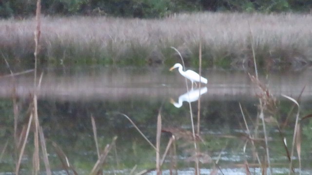 Great Egret - ML646749833