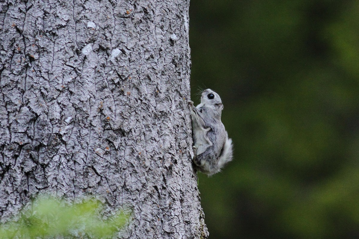 Europäisches Gleithörnchen - ML646749837