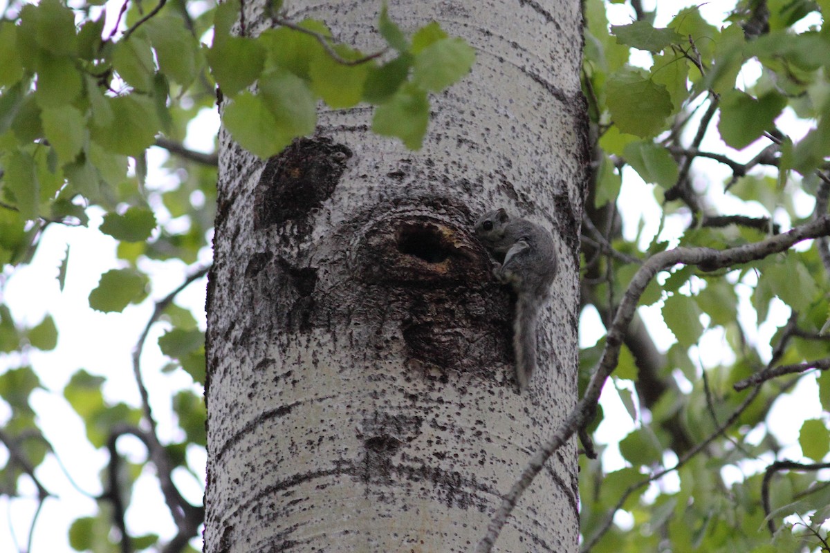 Europäisches Gleithörnchen - ML646749838