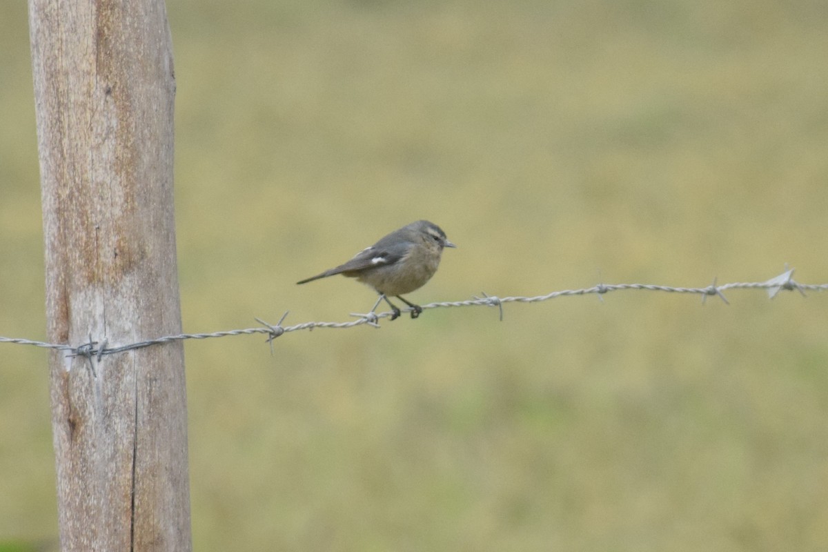Серый конусоклюв (cinereum/littorale) - ML646749839
