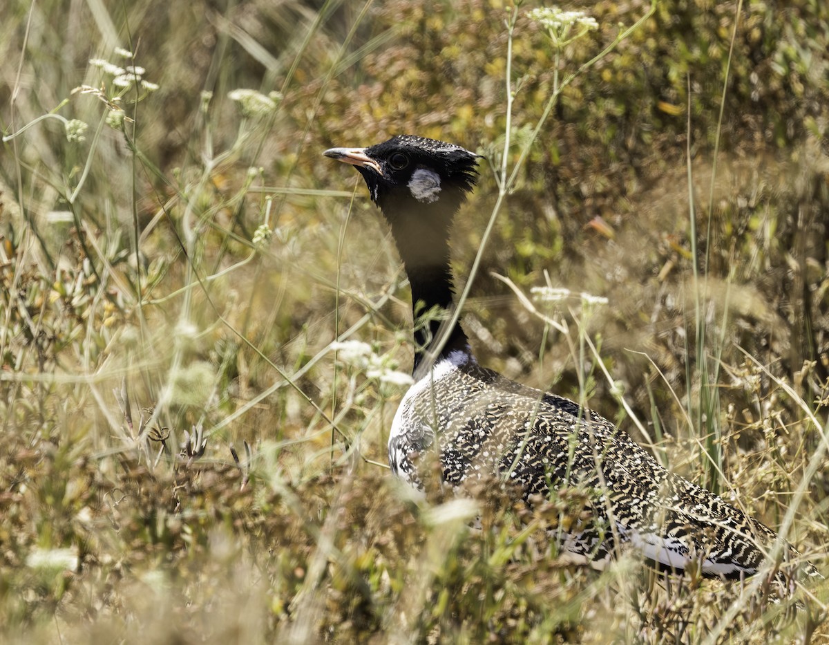drop bělolící - ML646749840