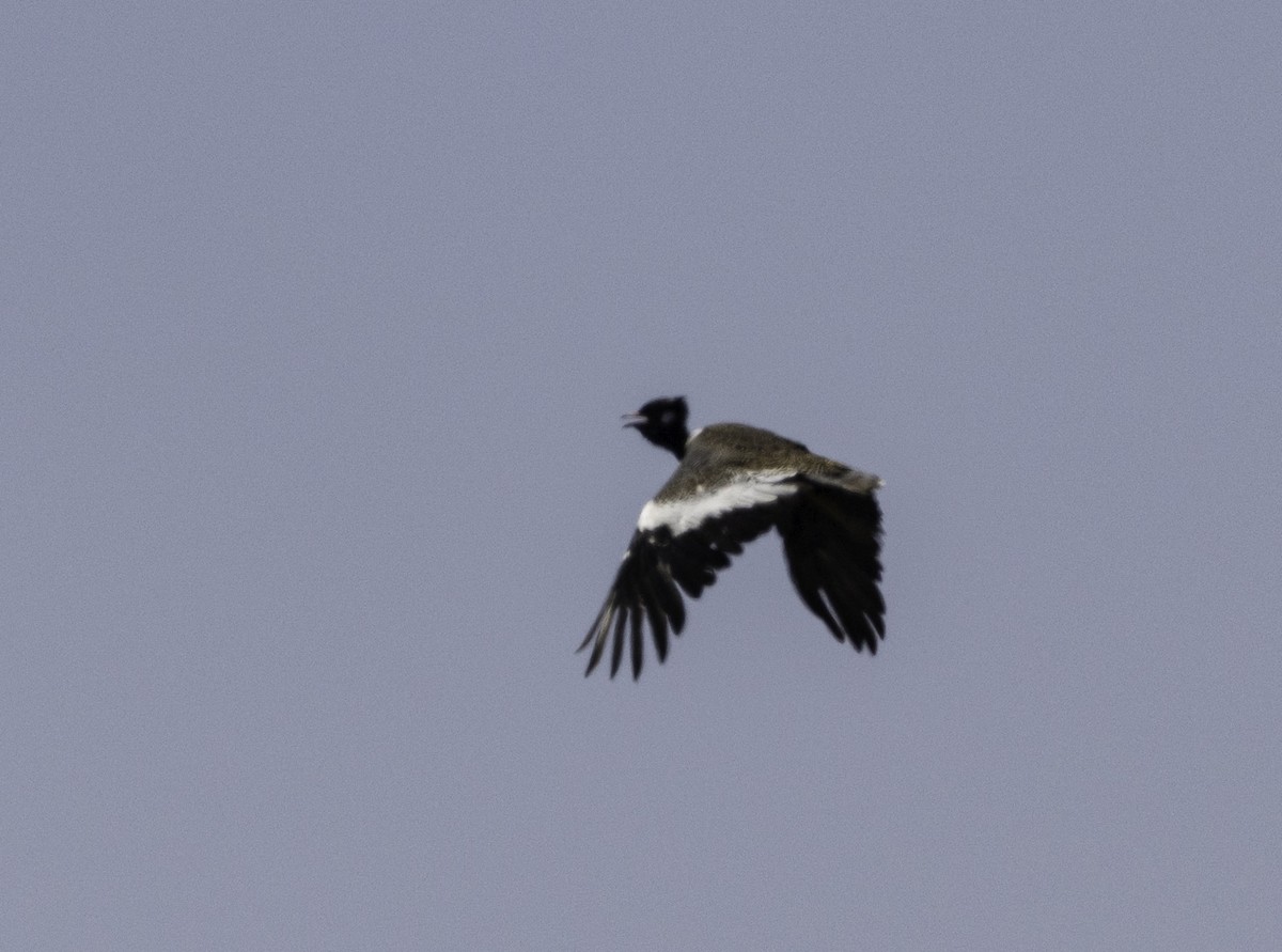 drop bělolící - ML646749841