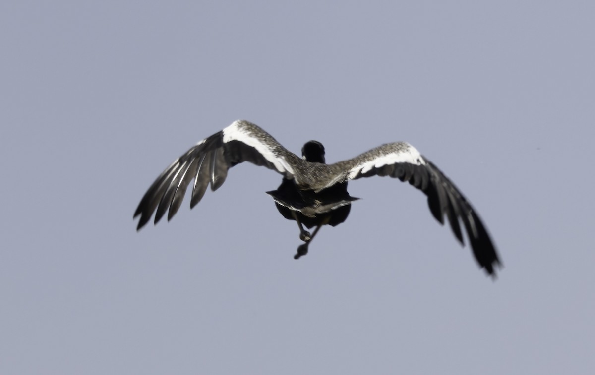 drop bělolící - ML646749842