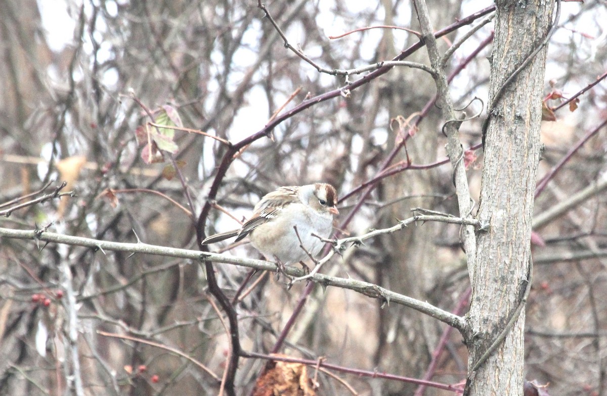 White-crowned Sparrow - ML646749843