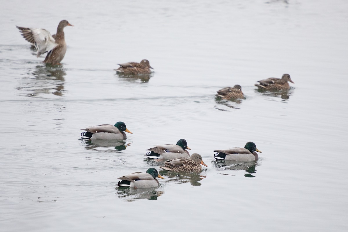 Yeşilbaş - ML646749846