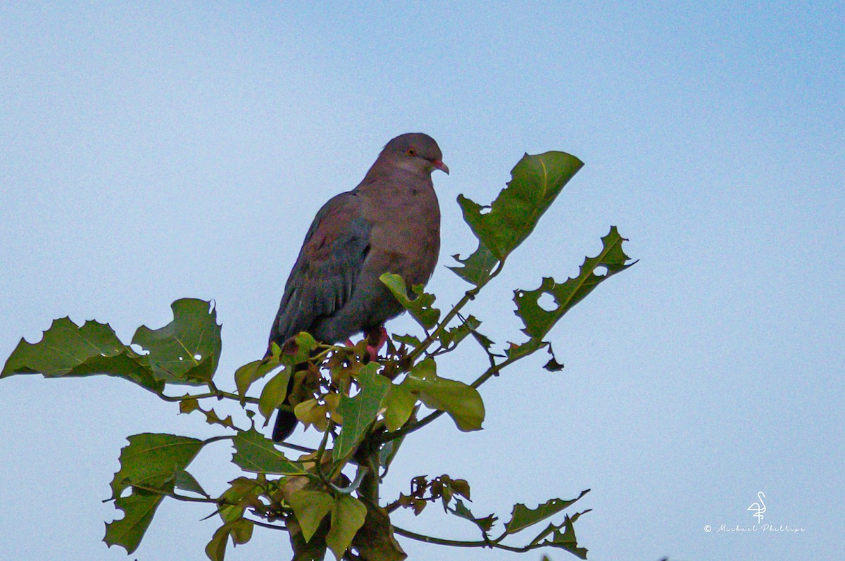 Rotschnabeltaube - ML646749848