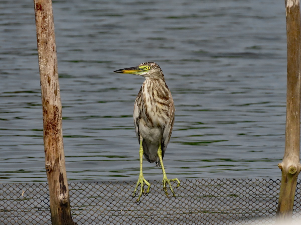 Чапля індійська - ML646749850