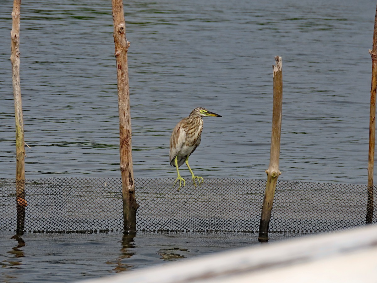 Чапля індійська - ML646749857