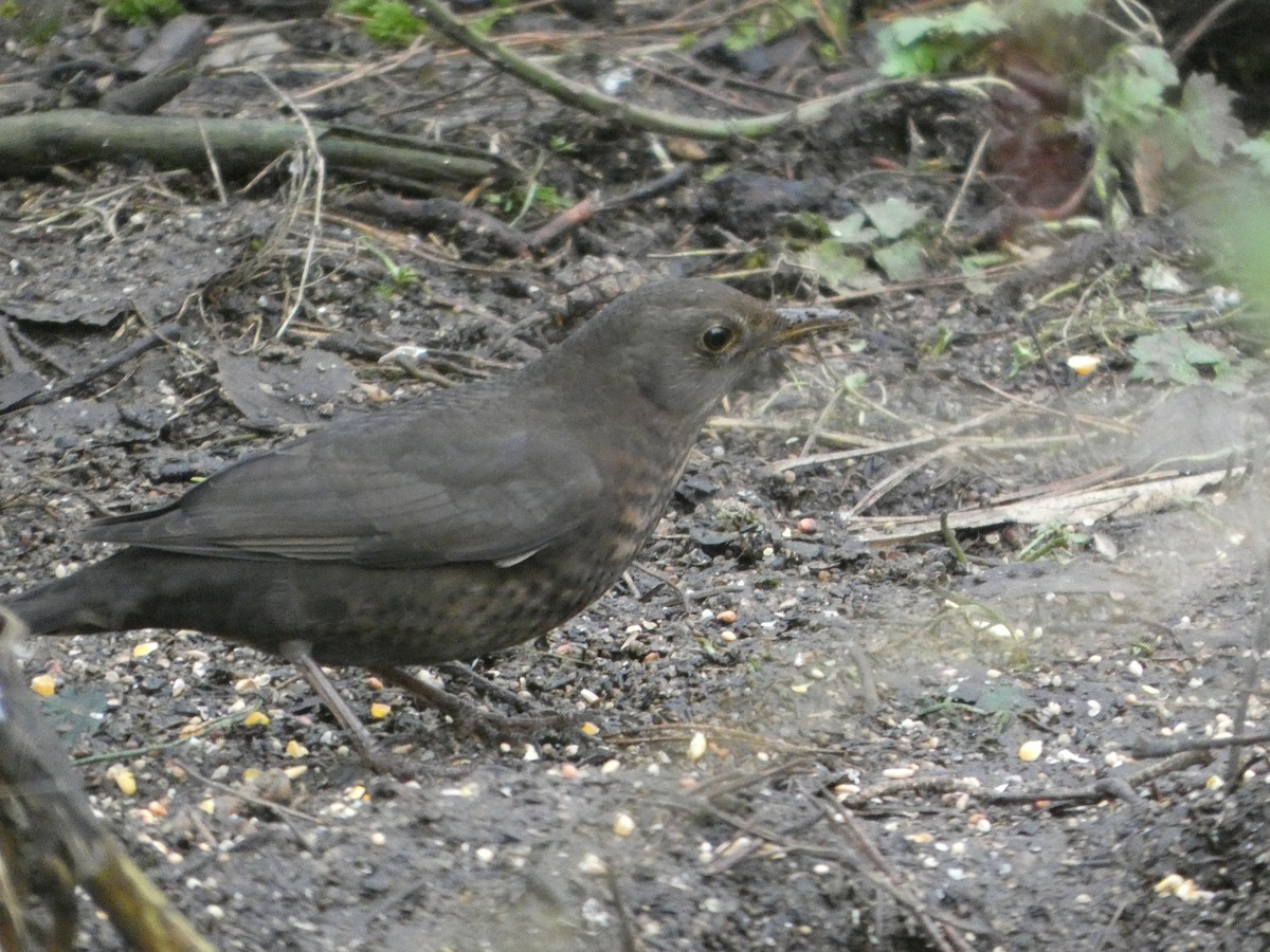 Karatavuk - ML646749859