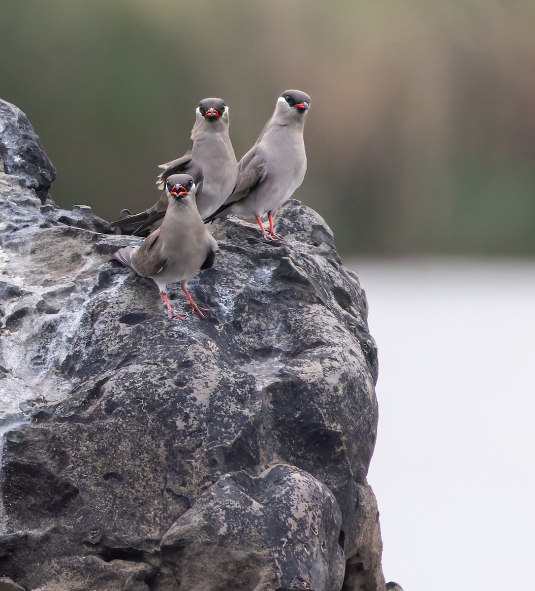 Rock Pratincole - ML646749860